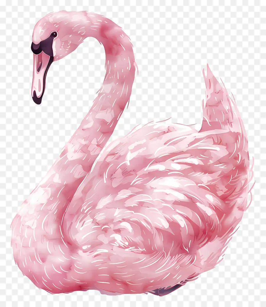 Cisne Rosa，Cisne PNG