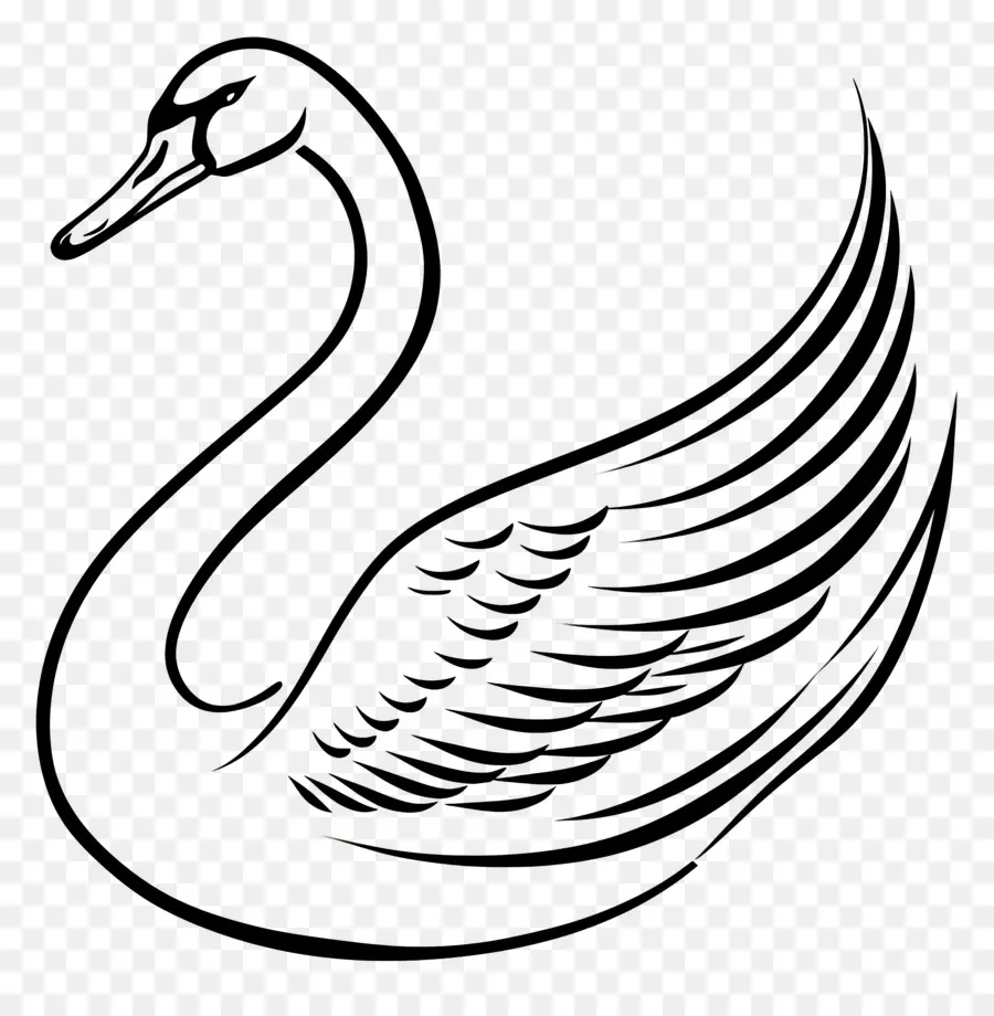 Esquema Del Cisne，Cisne PNG