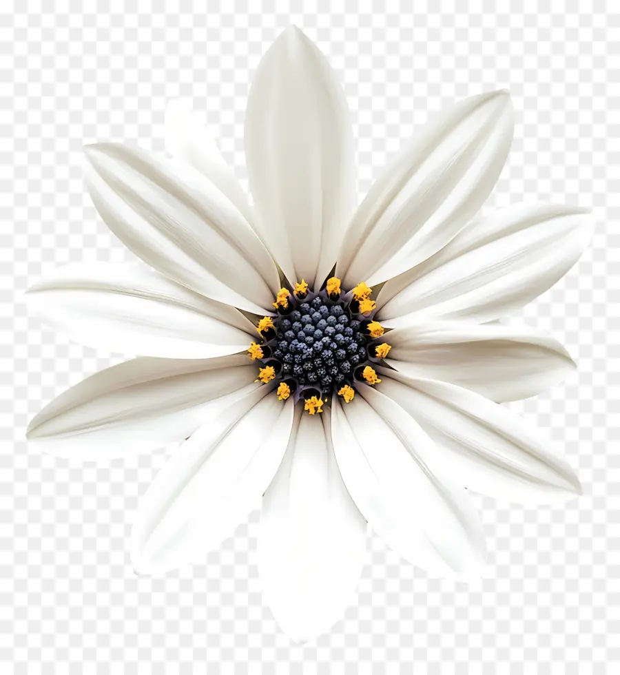 Buen Día，Flor Blanca PNG