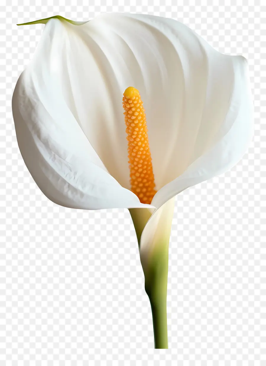 Buen Día，Flor Blanca PNG