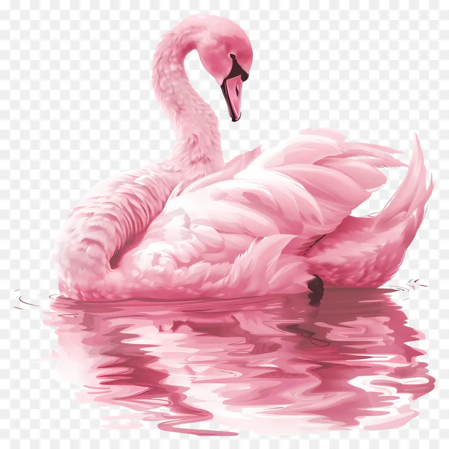 Cisne Rosa，Cisne PNG