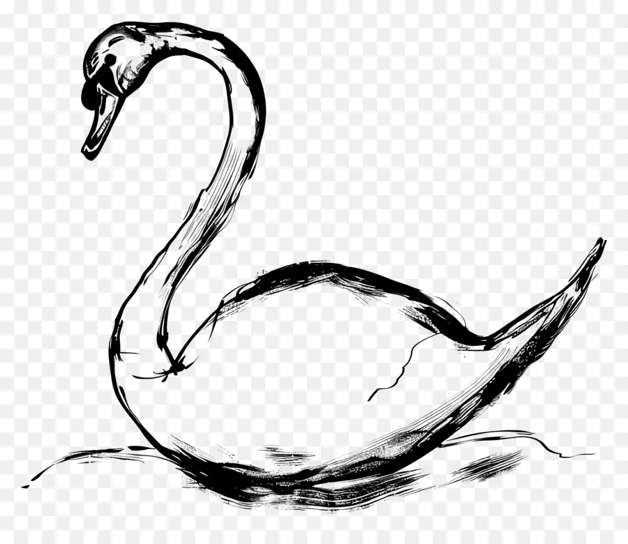 Esquema Del Cisne，Cisne PNG