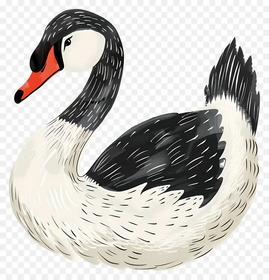 Lindo Cisne，Cisne PNG