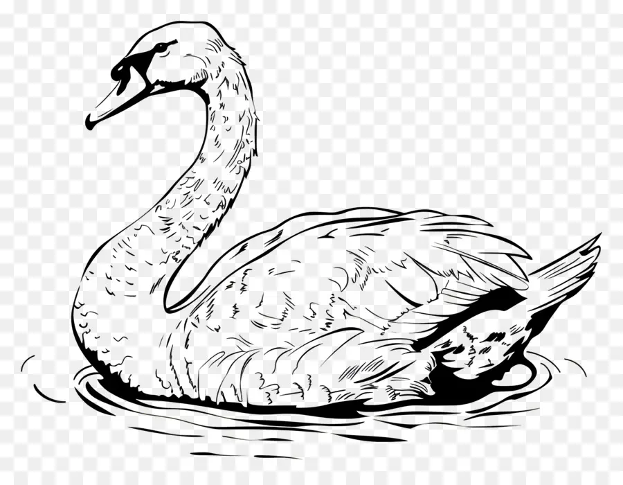 Esquema Del Cisne，Cisne PNG