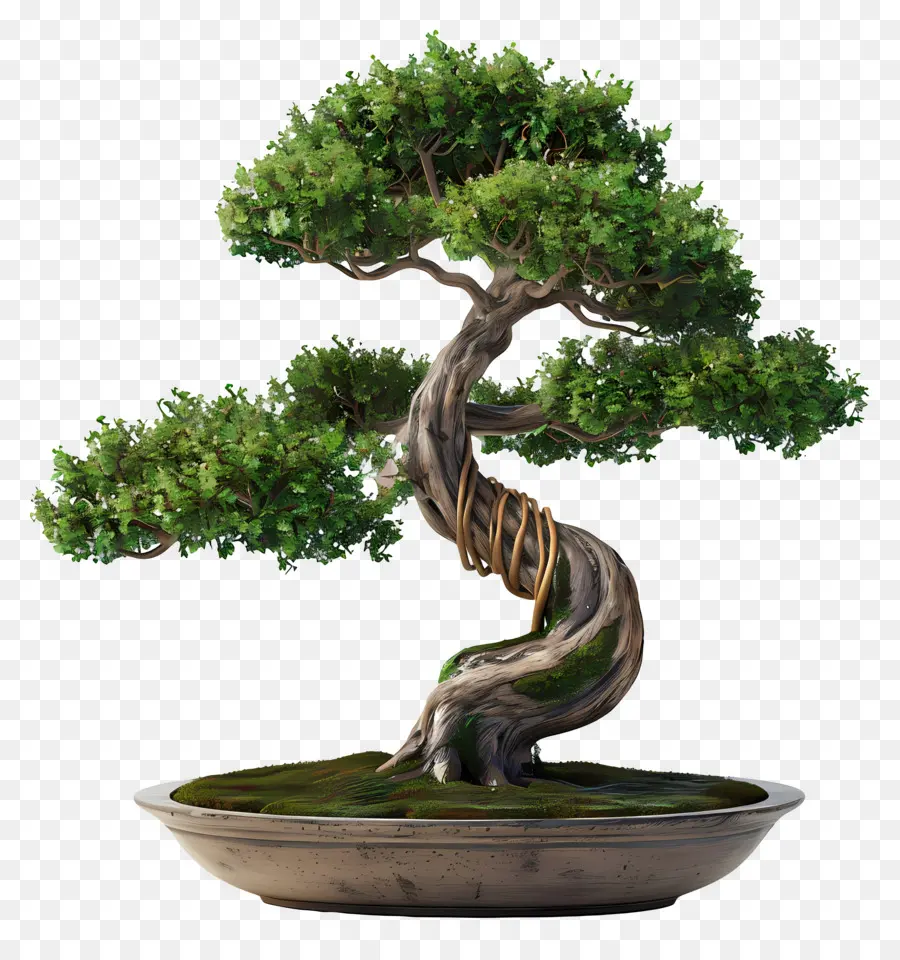 árbol Bonsái，Árbol Bonsái PNG