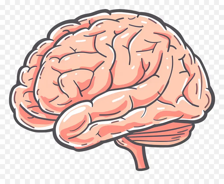 Esquema Del Cerebro，Cerebro PNG