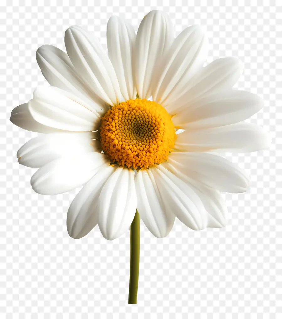 Buen Día，Flor PNG