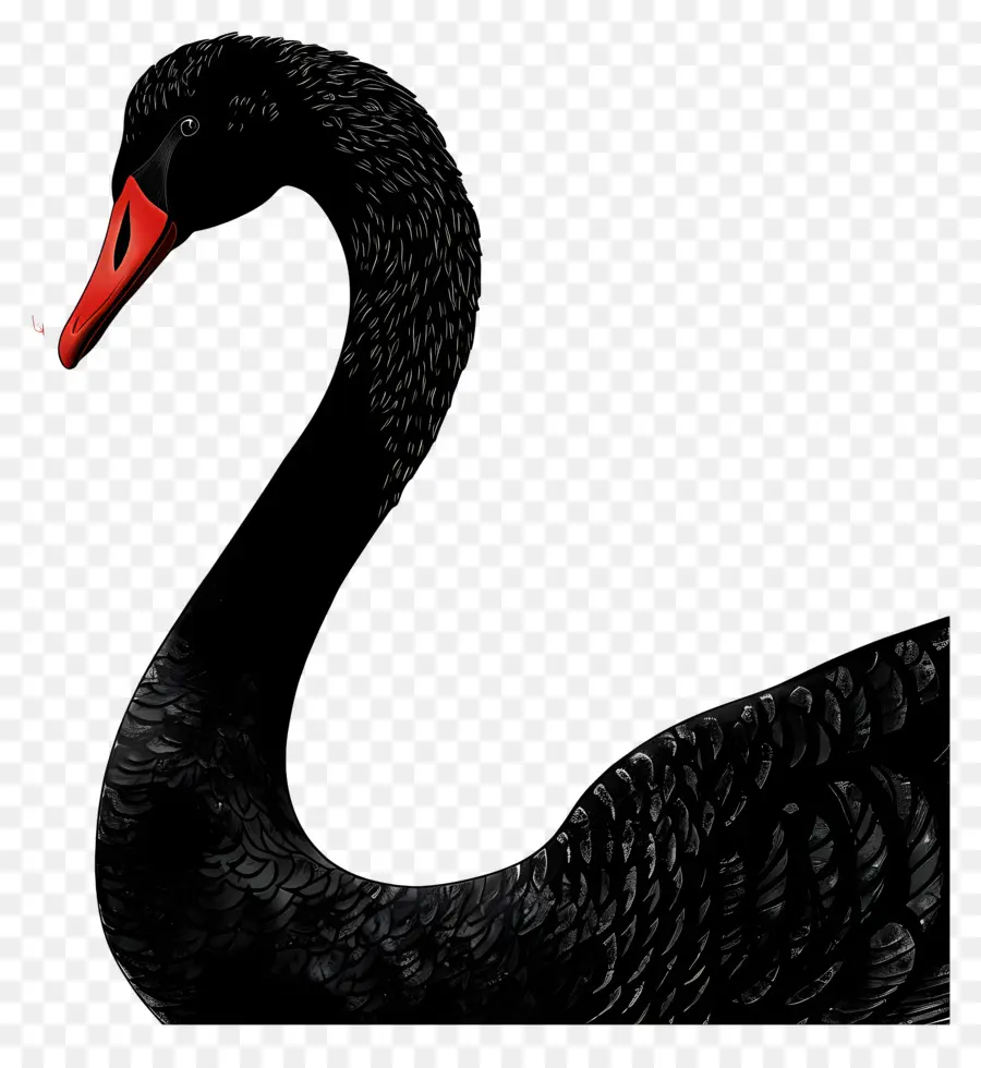 Cisne Negro，Cisne PNG