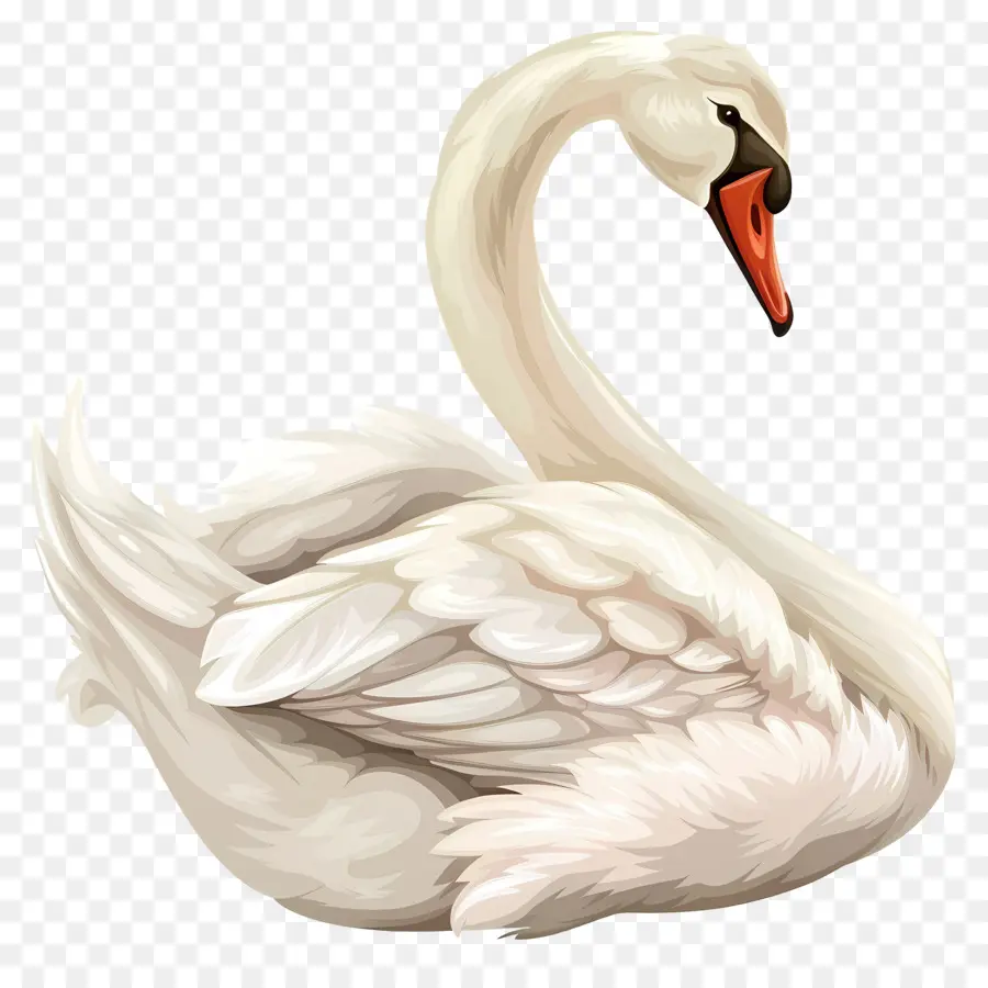 Lindo Cisne，Ilustración Del Cisne PNG