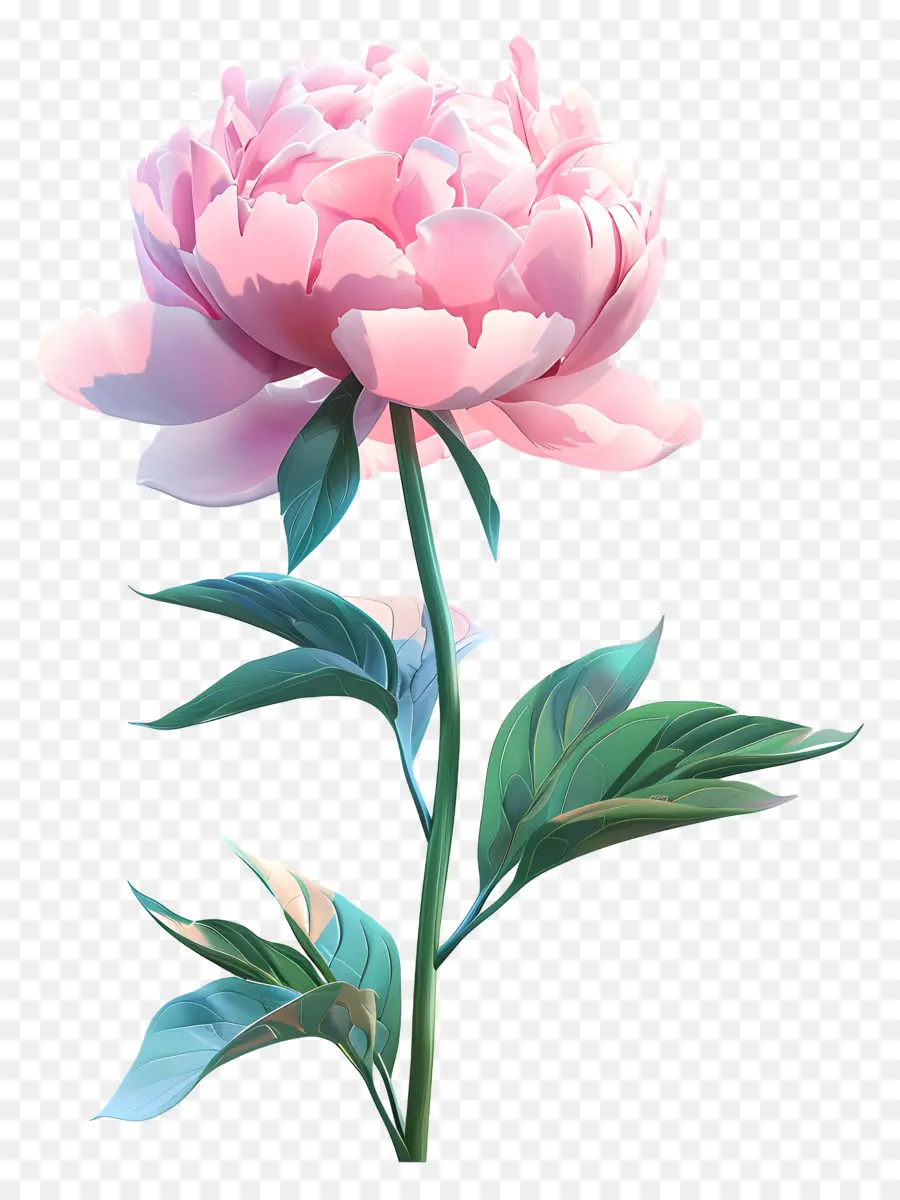 Peonía Rosa，Clavel Rosa PNG