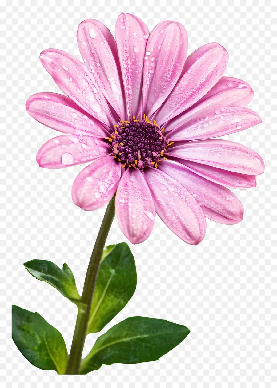 Buen Día，Flor PNG