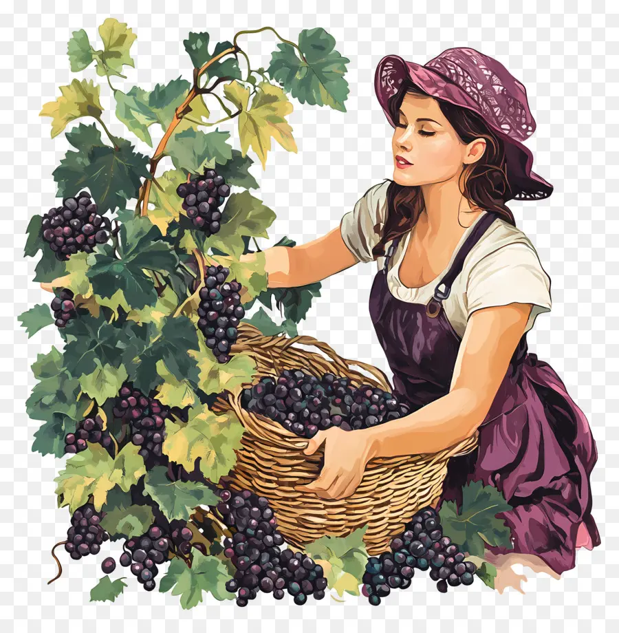 Cosecha De Uvas，Vendimia PNG