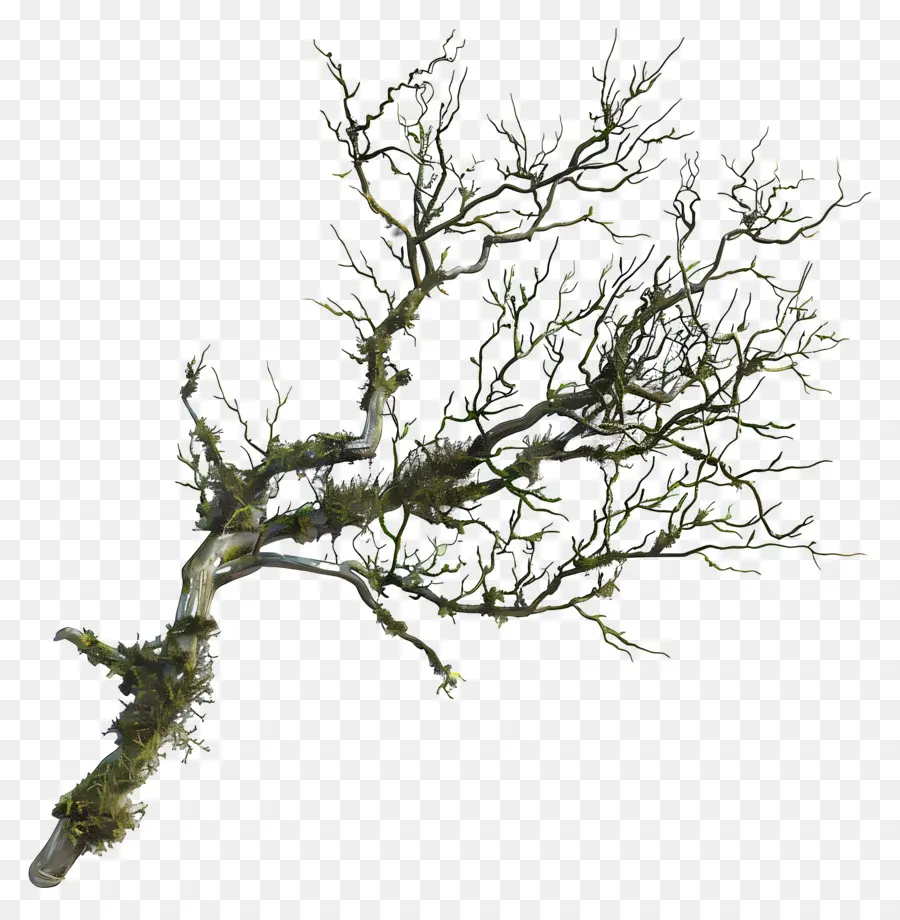 Musgo De Rama De árbol，Ramas De Los árboles PNG