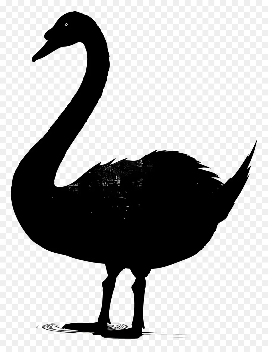 Silueta De Cisne，Cisne Negro PNG