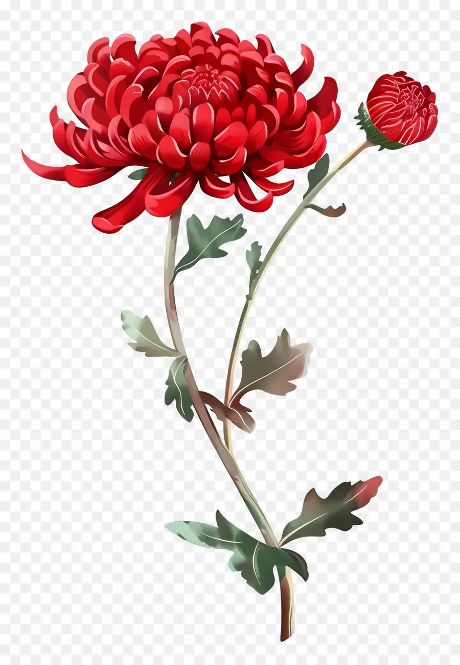 Crisantemo Rojo，Flor Roja PNG