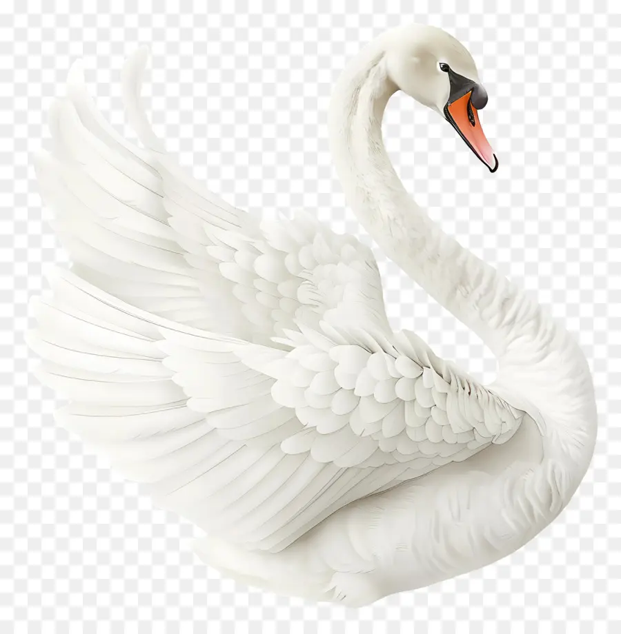 Cisne Blanco，Cisne PNG