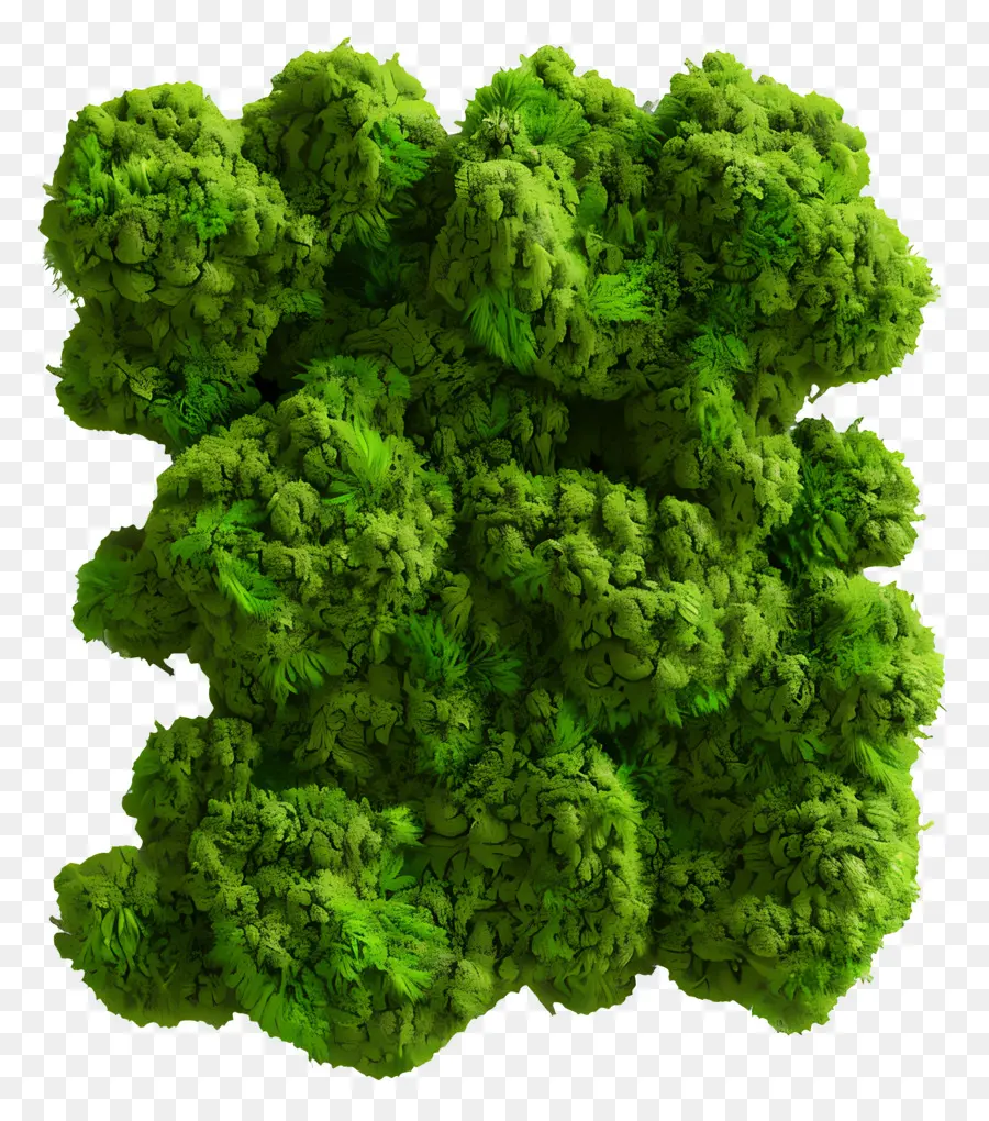 Musgo De Pared，Brócoli PNG