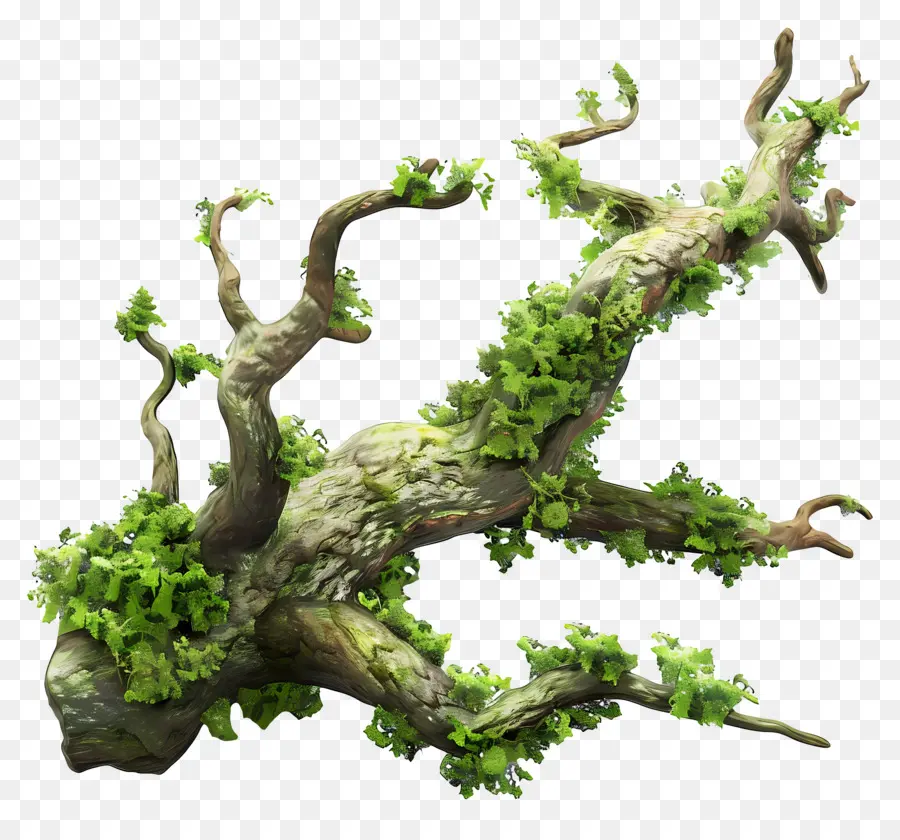 Musgo De Rama De árbol，Rama De árbol PNG