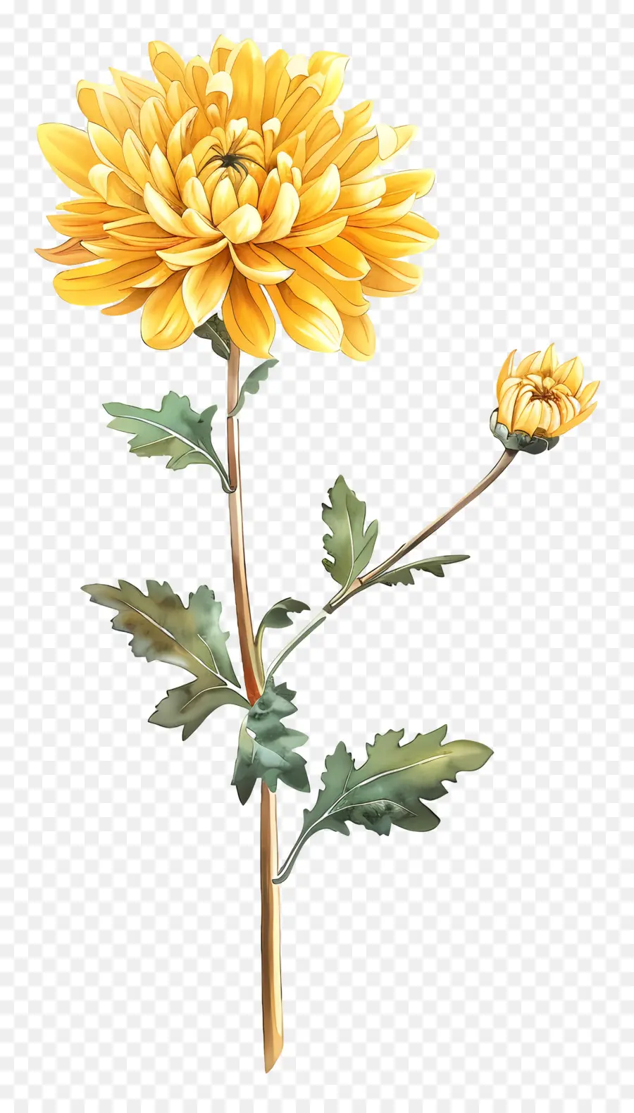 Crisantemo Amarillo，Flor Blanca PNG