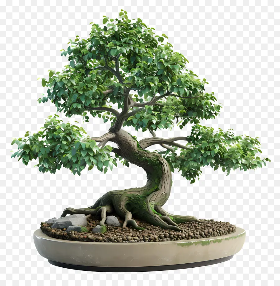 árbol Bonsái，Árbol Bonsái PNG