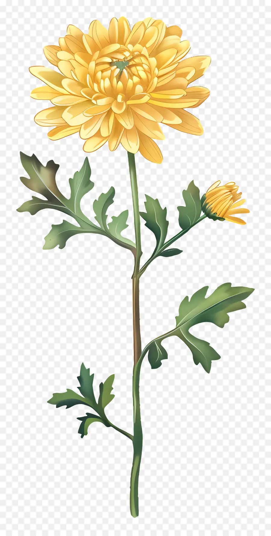 Crisantemo Amarillo，Flor Blanca PNG