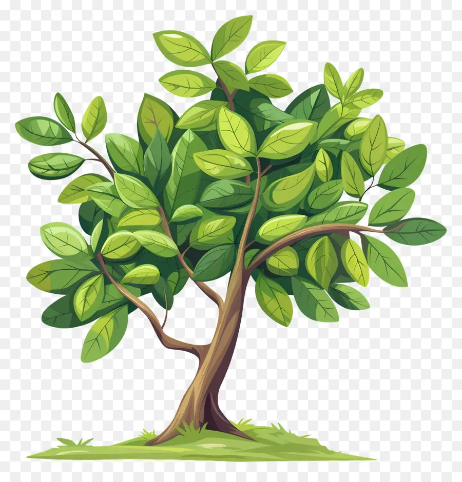 Follaje De árbol，Árbol PNG