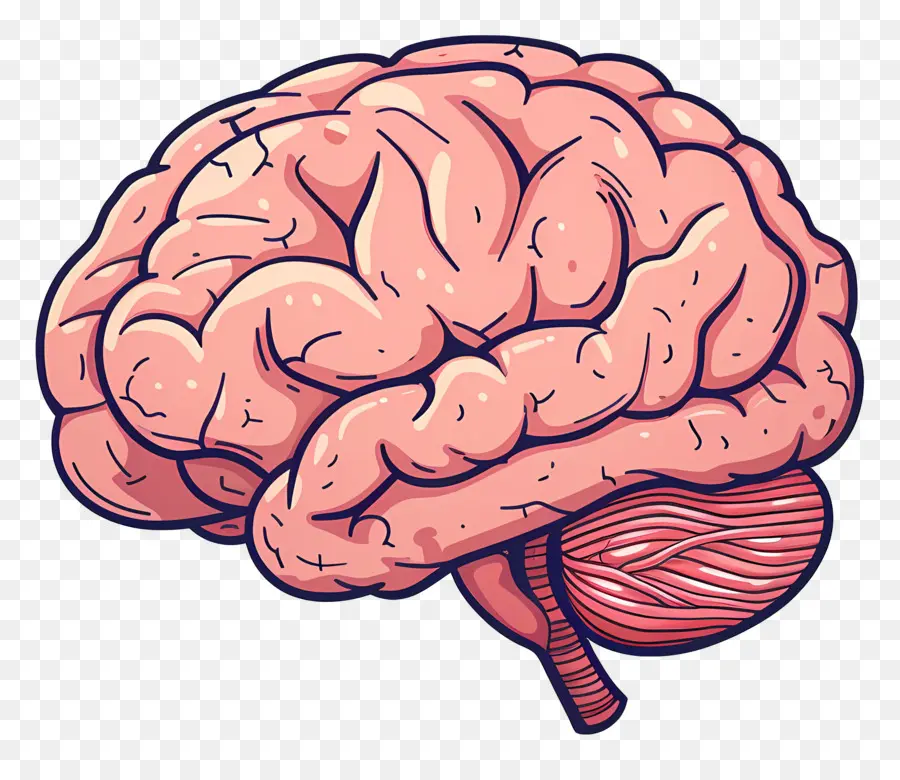 Gran Cerebro，Cerebro PNG