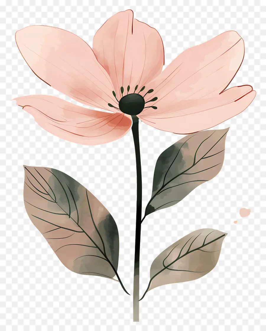 Flor Rosa，Flor PNG