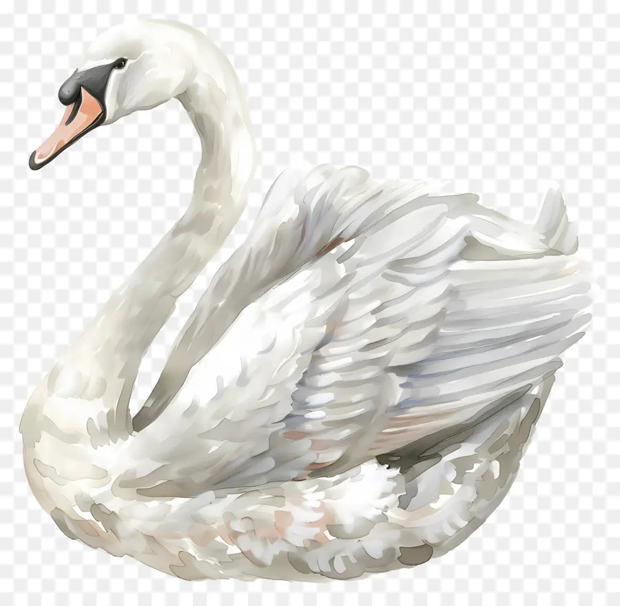 Cisne Blanco，Cisne PNG