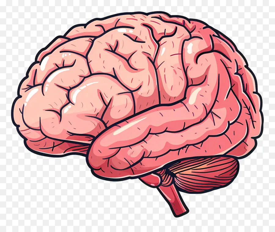 Cerebro Creativo，Cerebro PNG