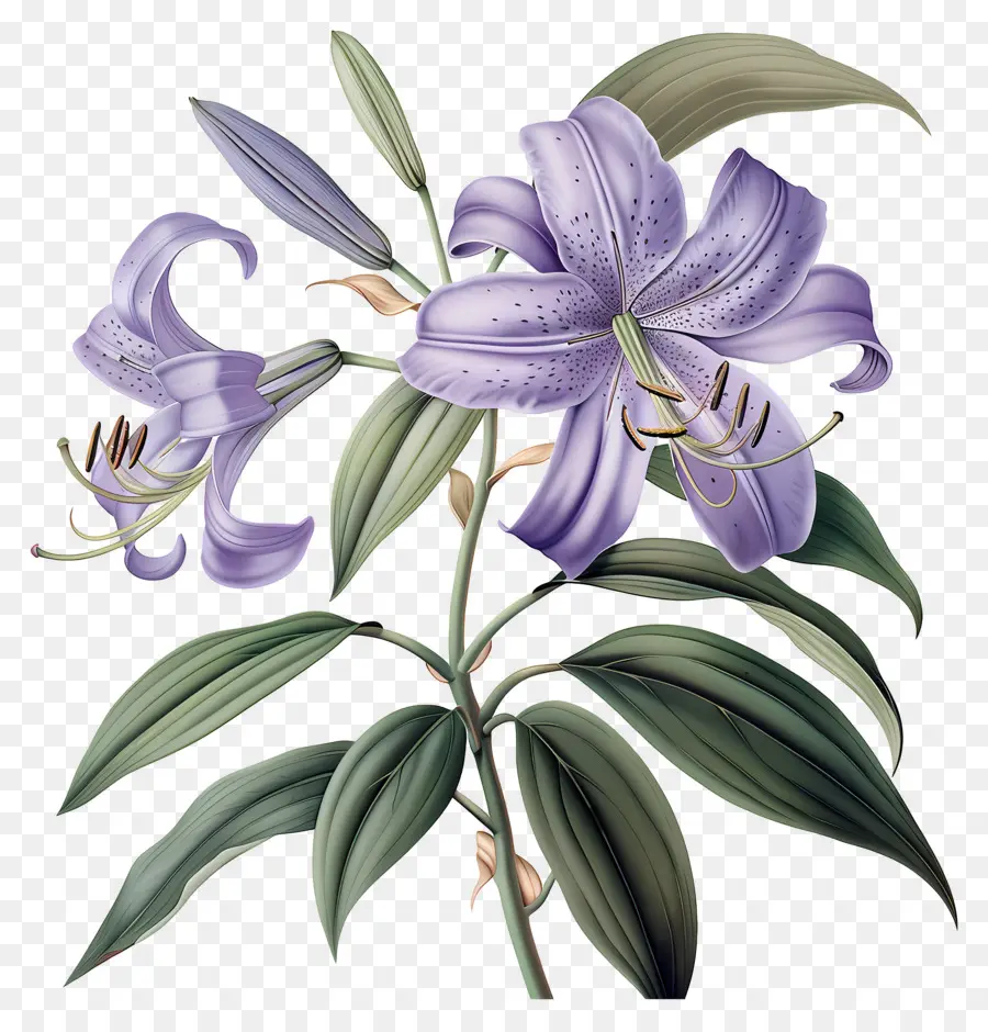 Tallo De Lirio，Flores Moradas PNG