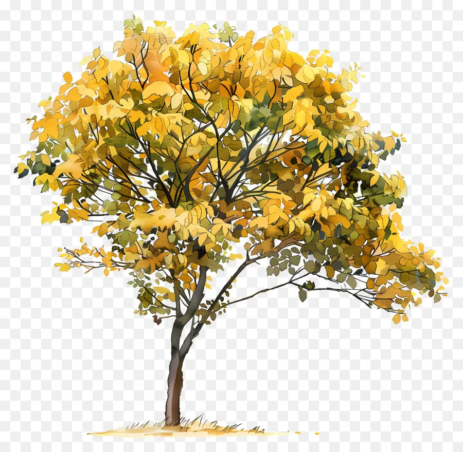 Follaje De árbol，árbol Amarillo PNG