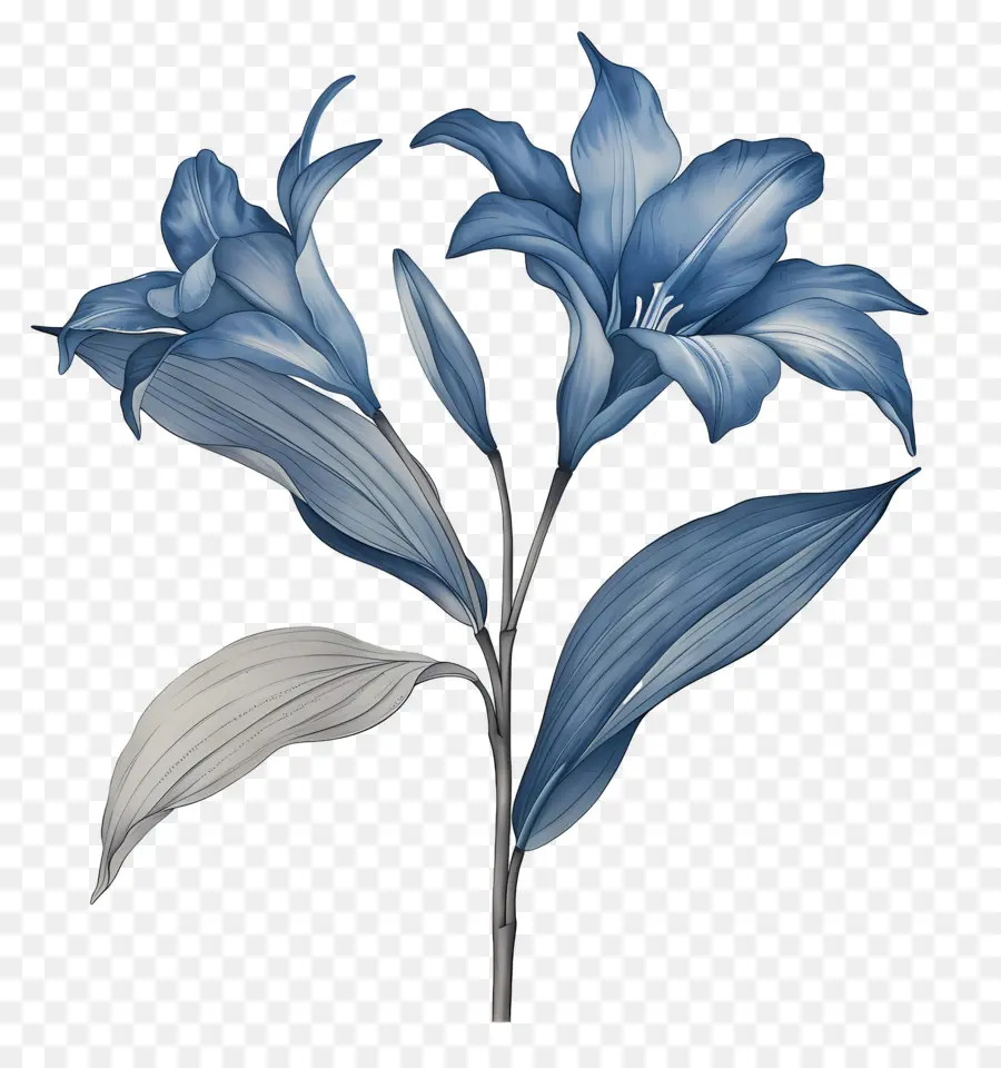 Tallo De Lirio，Flor Azul PNG