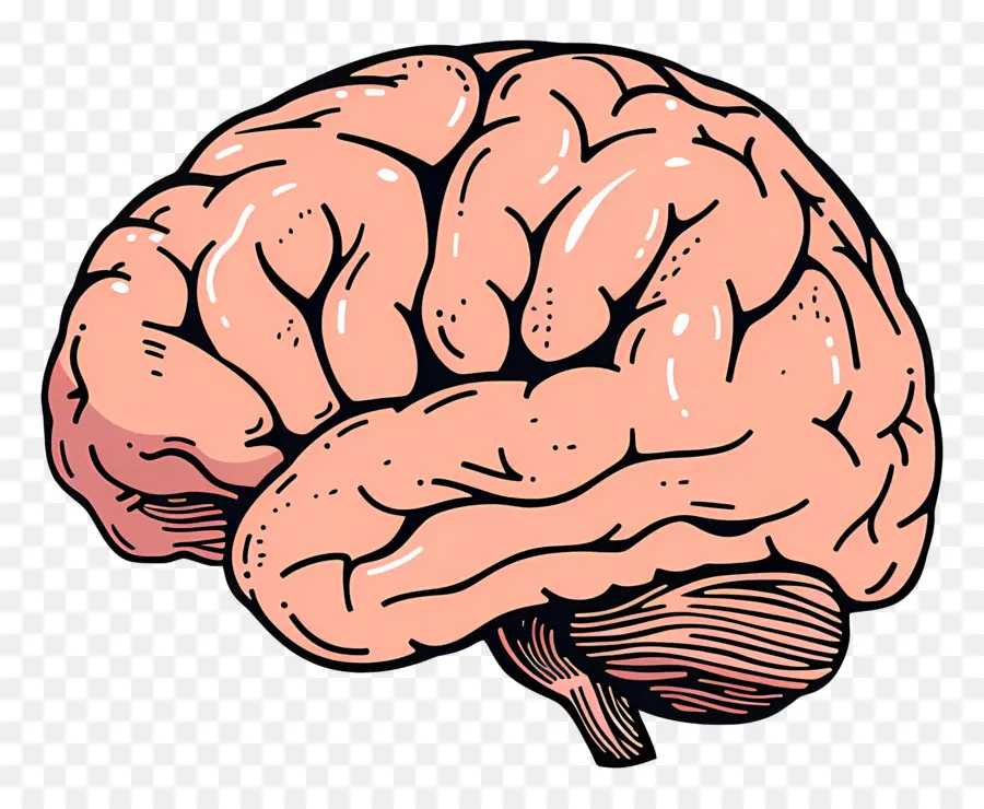 Gran Cerebro，Cerebro PNG