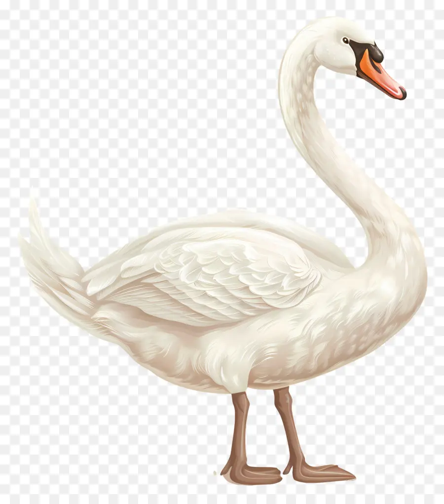 Cisne Blanco，Cisne PNG