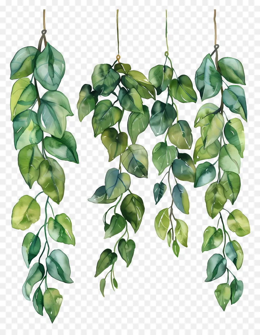 Follaje De Acuarela，Plantas Colgantes PNG