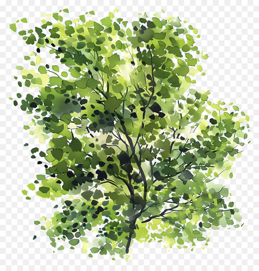 Follaje De árbol，árbol Verde PNG