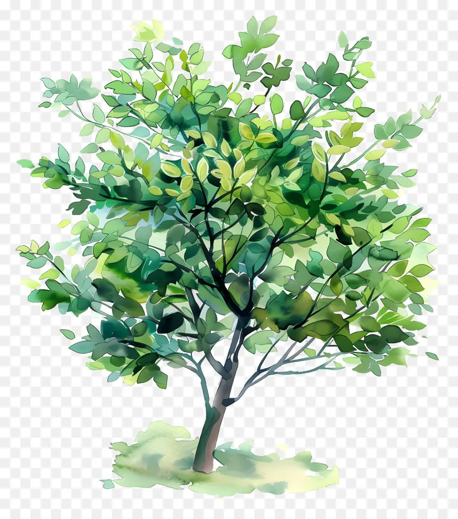 Follaje De árbol，Árbol PNG