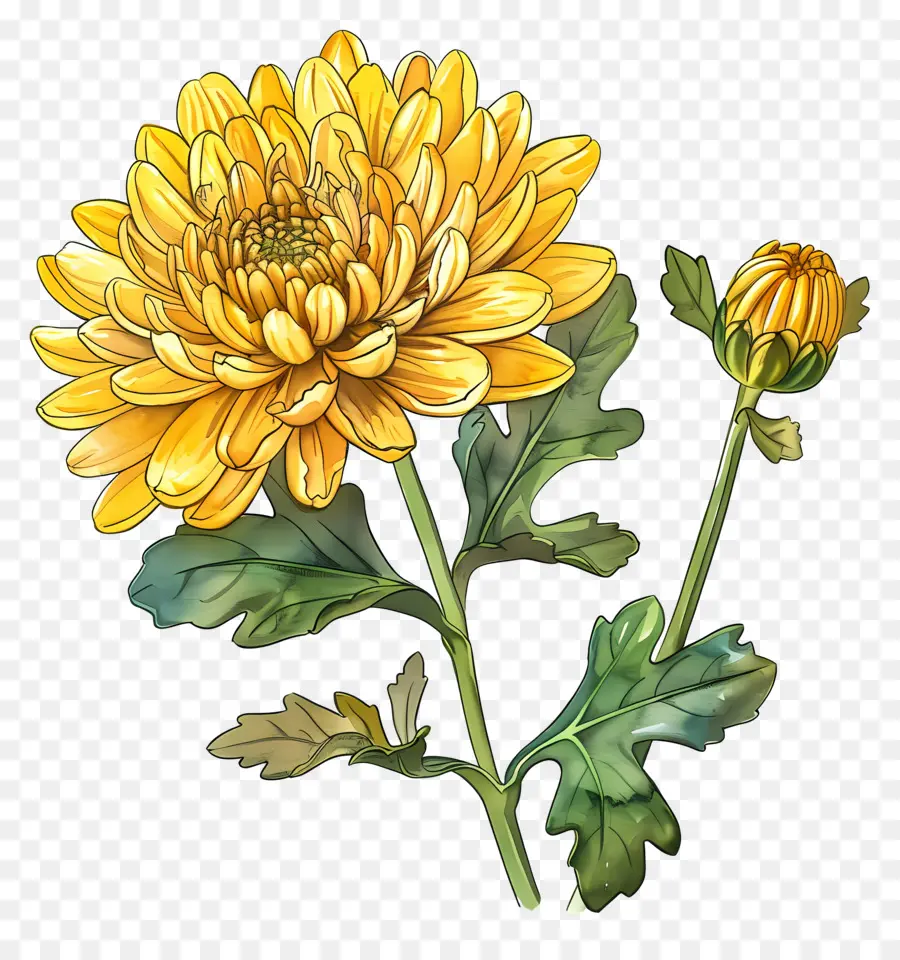 Crisantemo Amarillo，Flor Amarilla PNG