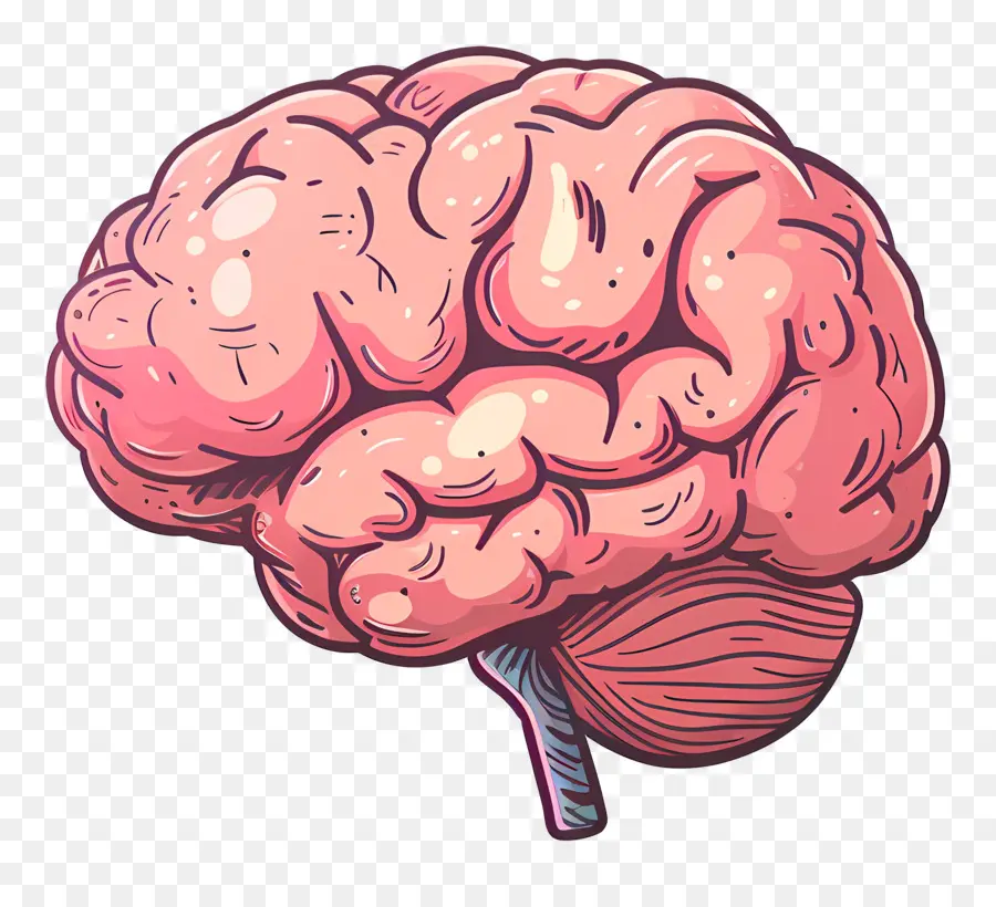 Gran Cerebro，Cerebro PNG