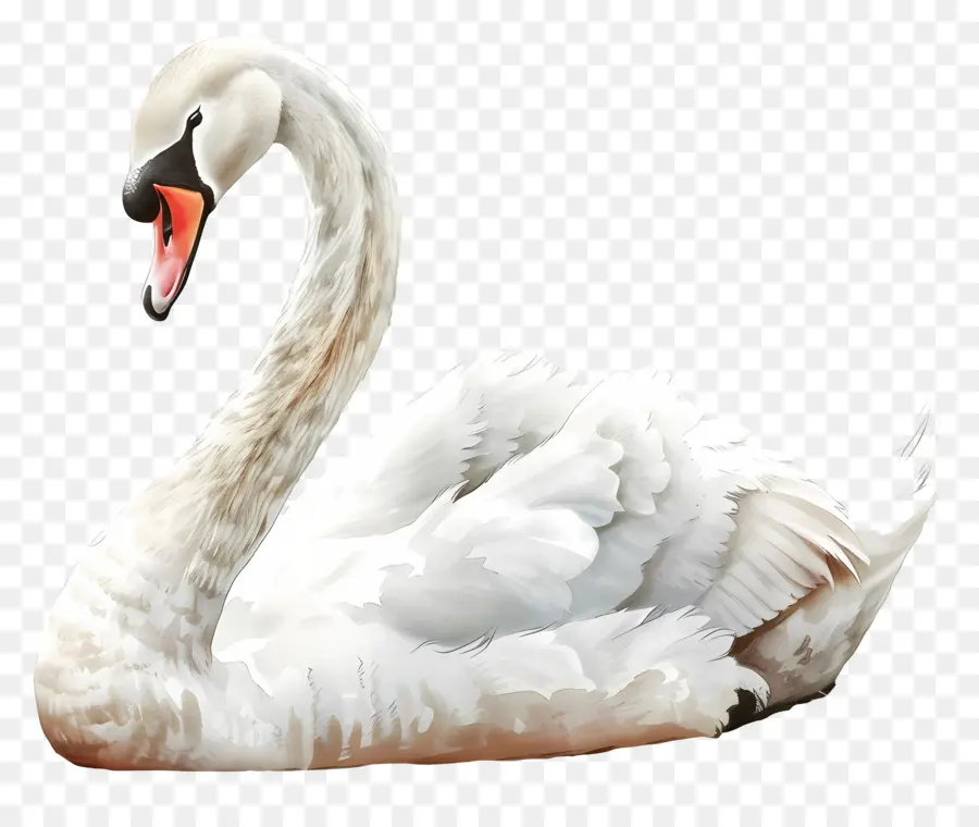 Cisne Blanco，Pájaro PNG