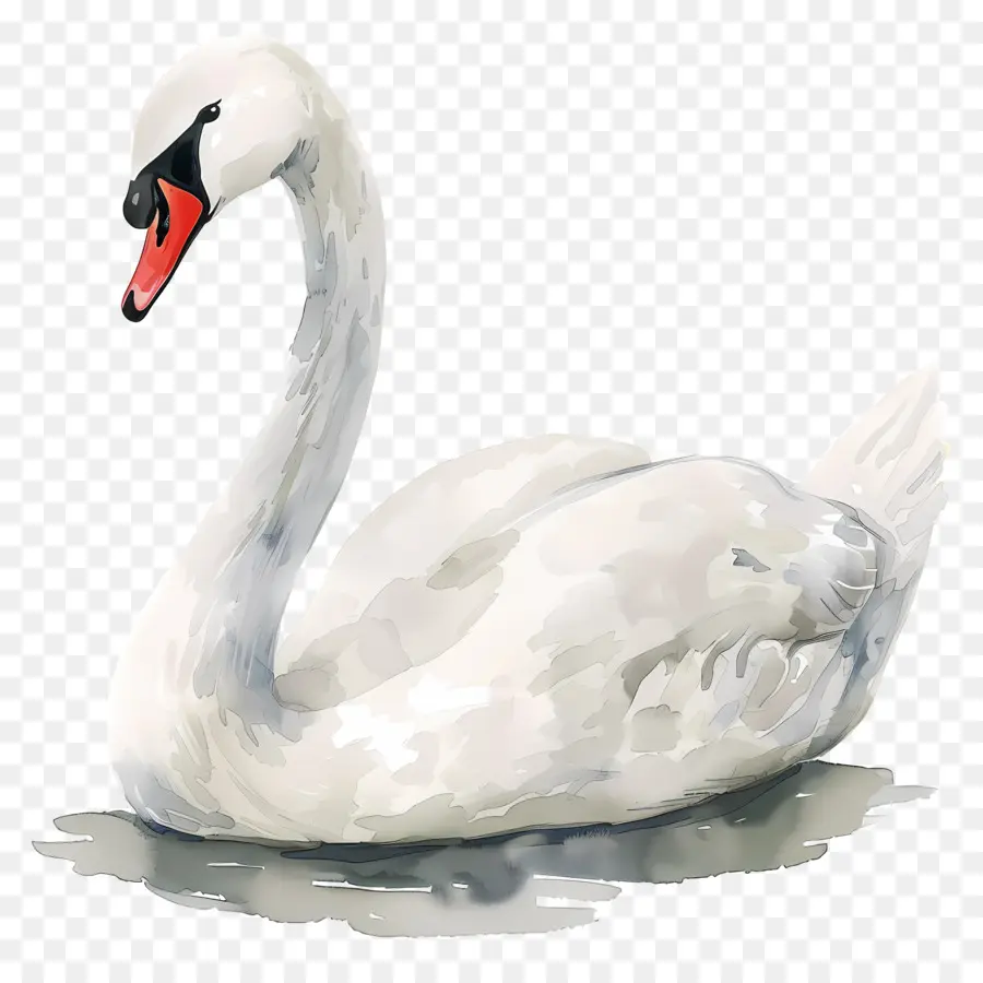 Cisne Blanco，Cisne PNG