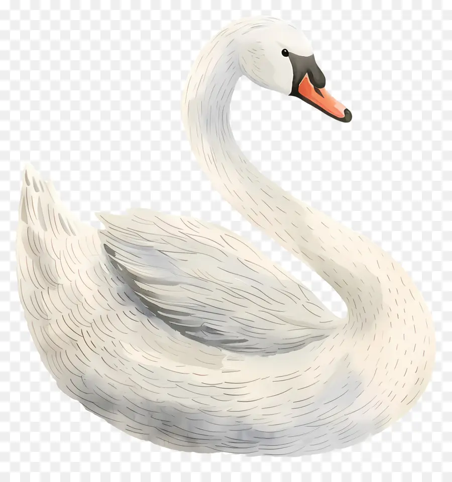 Cisne Blanco，Ilustración Del Cisne PNG