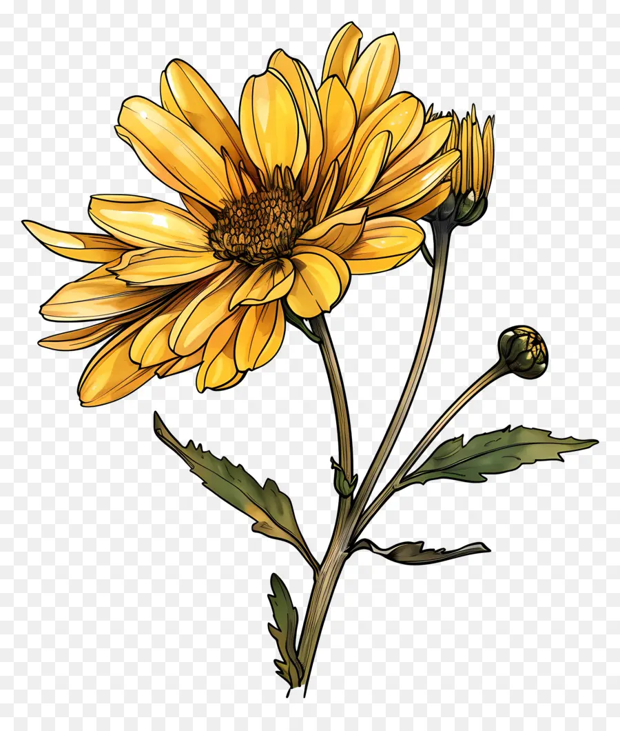 Crisantemo Amarillo，Flor Amarilla PNG