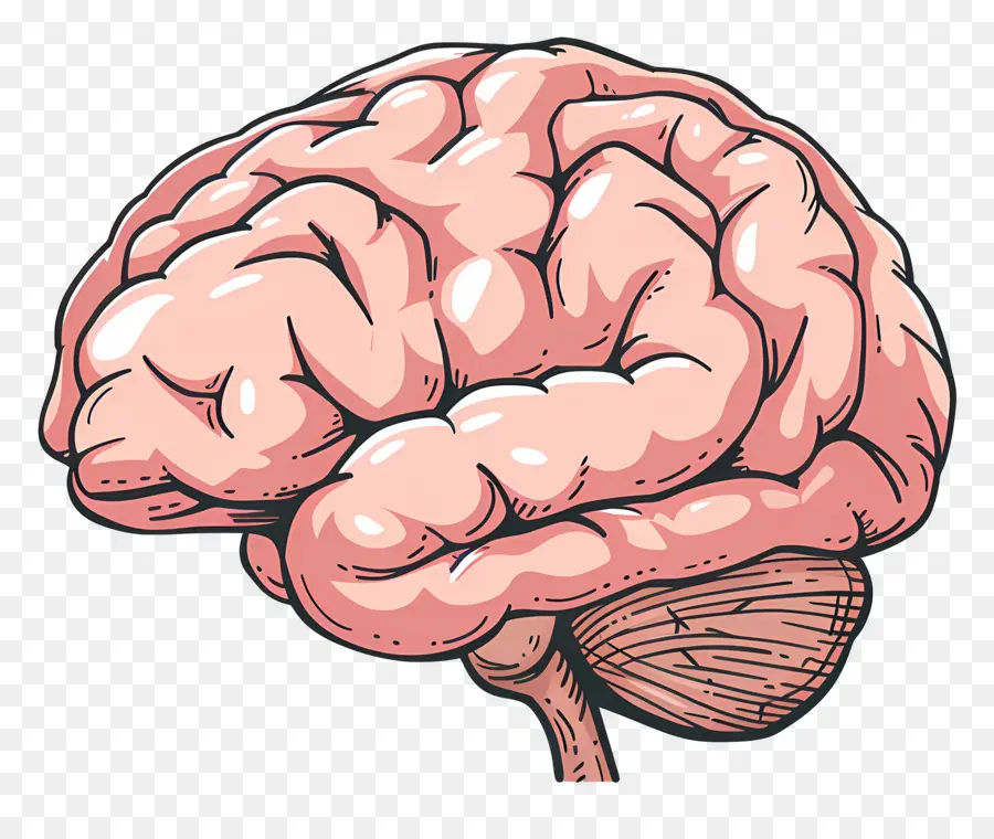 Gran Cerebro，Cerebro PNG