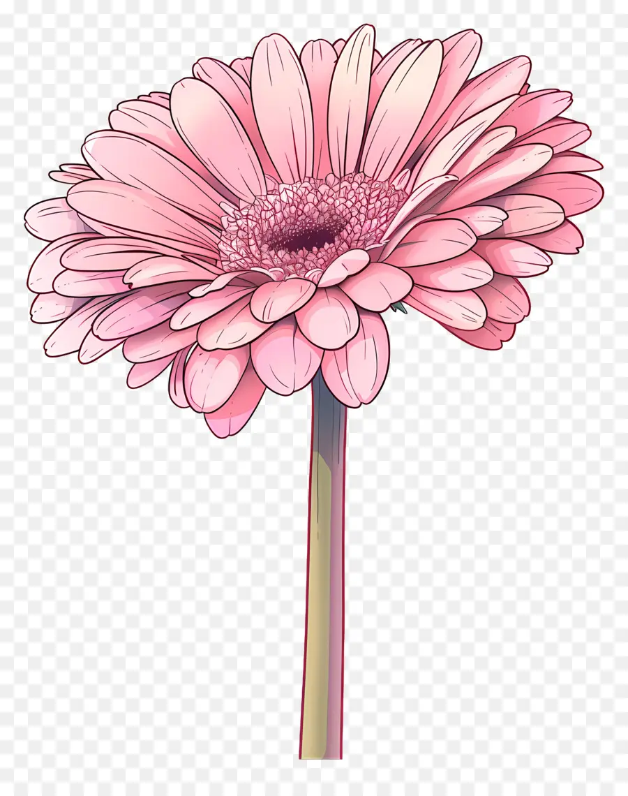 Gerbera Rosa，Flor Rosa PNG