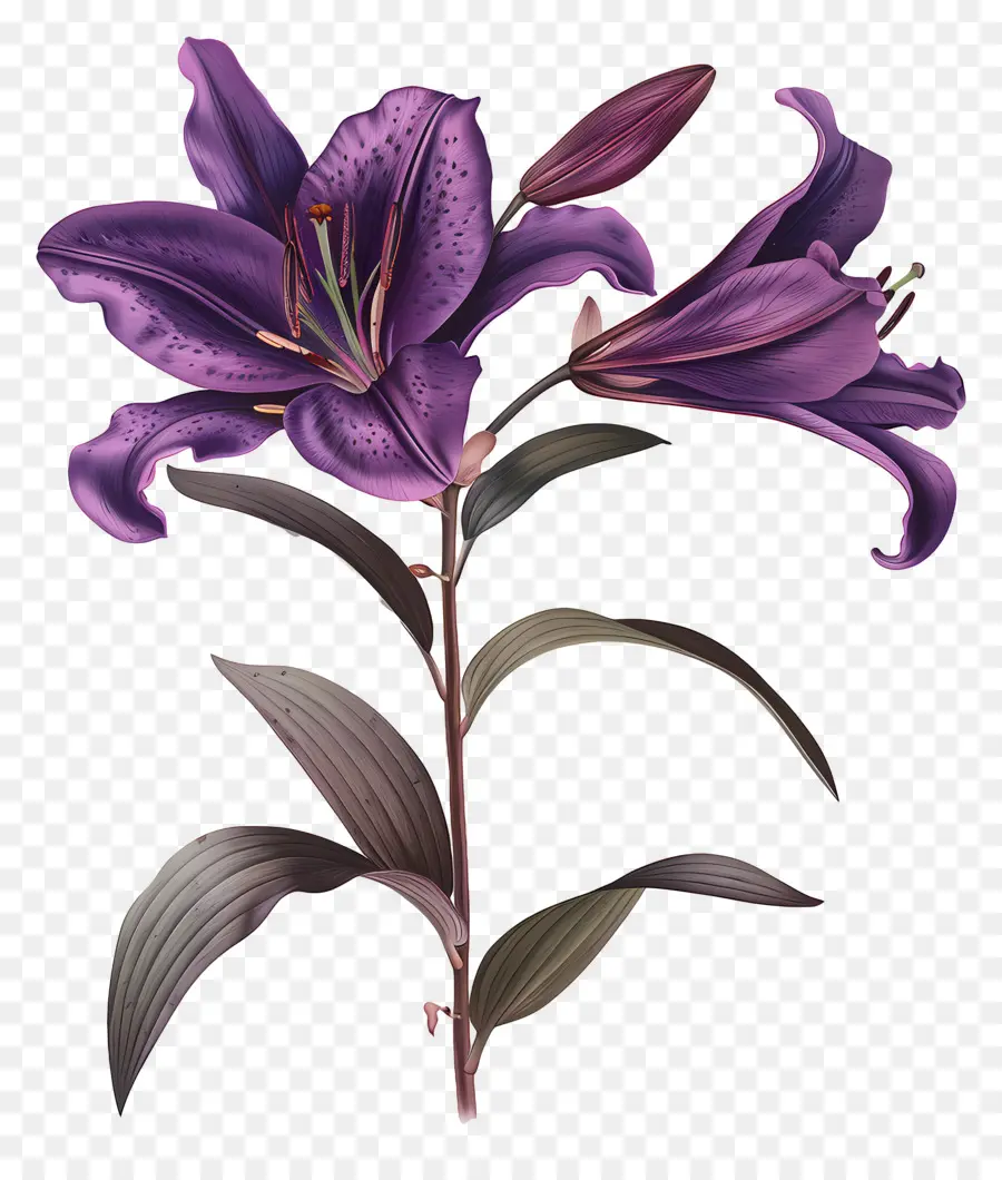 Tallo De Lirio，Flores Moradas PNG