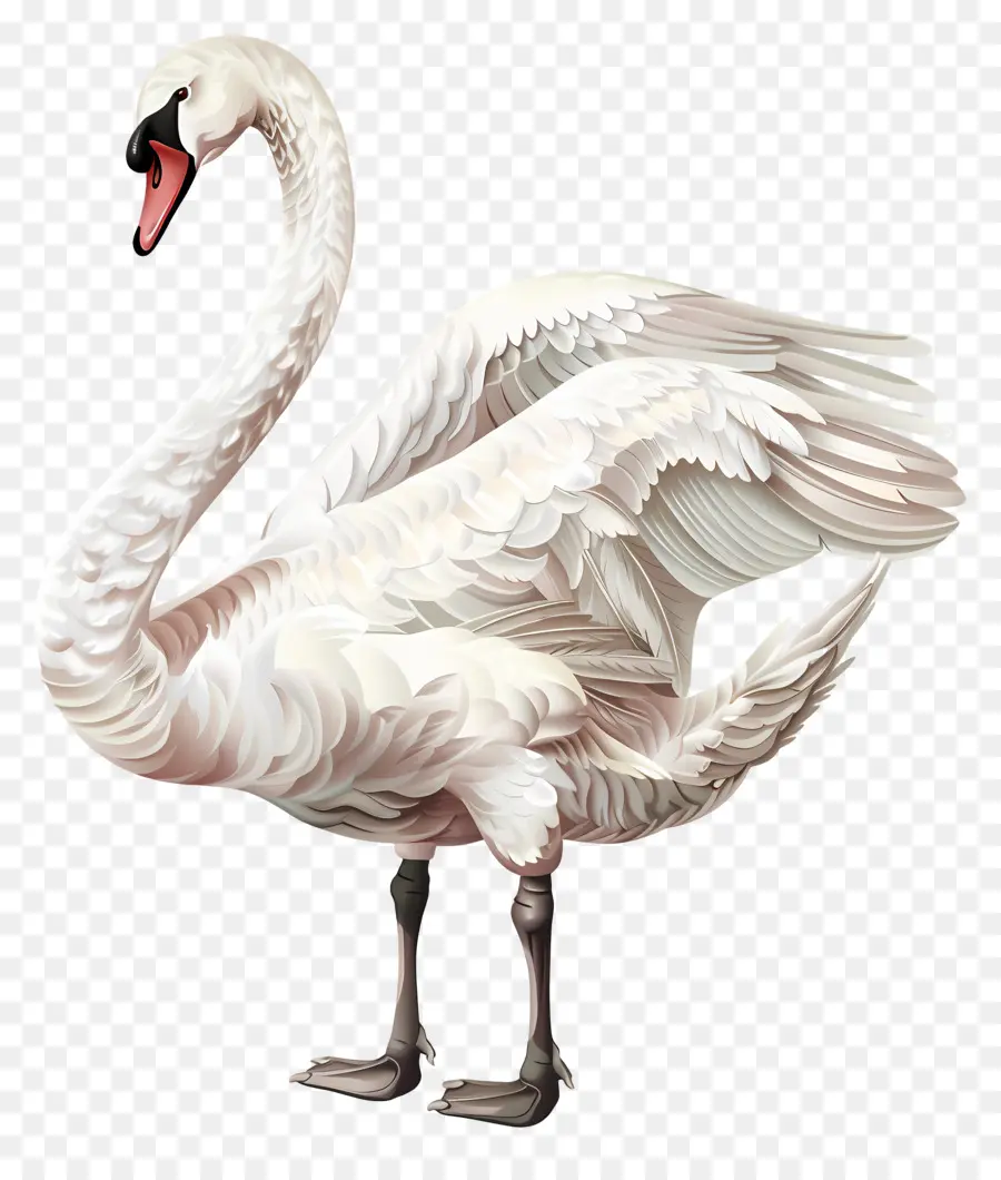 Cisne Blanco，Pájaro PNG