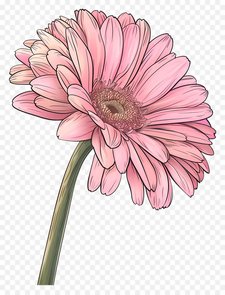 Gerbera Rosa，Flor Rosa PNG