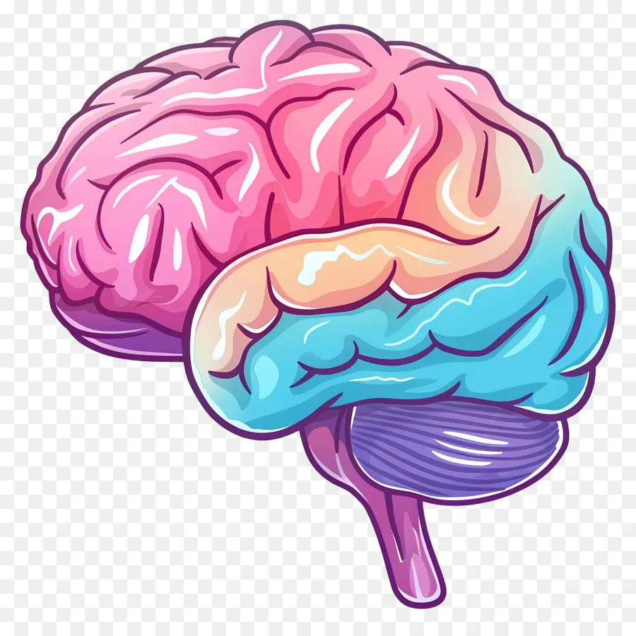 Gran Cerebro，Cerebro PNG